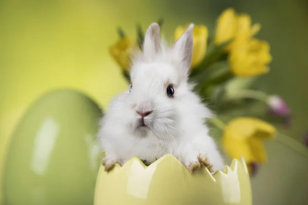 Pasen decoratie, konijnen, eieren en bloemen — Stockfoto