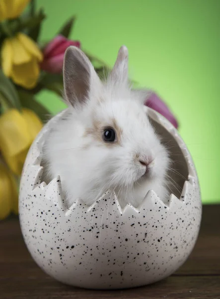 Niedliches Kaninchen mit Tulpen — Stockfoto