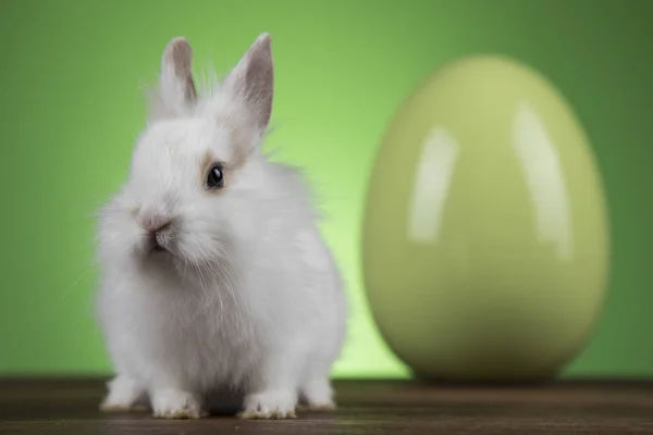 Pequeño conejo bebé lindo y huevos de Pascua —  Fotos de Stock