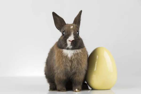 Húsvéti állat ünnep, és tojásfehérje háttér — Stock Fotó