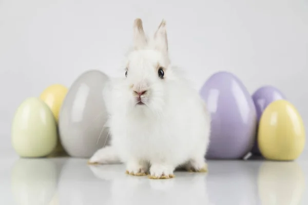Coniglio, Coniglio e Pasqua Uovo e sfondo bianco — Foto Stock