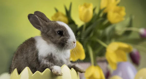 Decoración de Pascua, conejos, huevos y flores — Foto de Stock