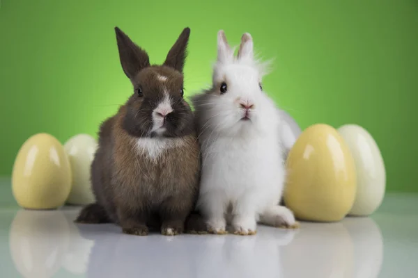 Hase, Hase und Ostereier auf grünem Hintergrund — Stockfoto