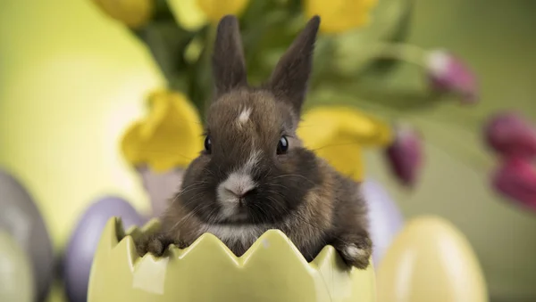 Decoración de Pascua, conejos, huevos y flores —  Fotos de Stock