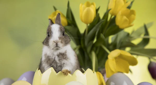 Decoración de Pascua, conejos, huevos y flores — Foto de Stock