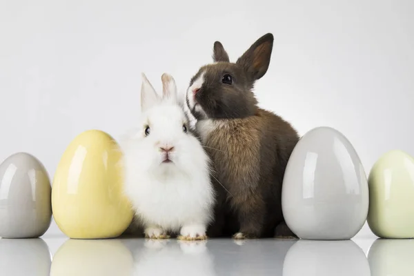 Pequeño conejo bebé lindo y huevos de Pascua, fondo blanco — Foto de Stock