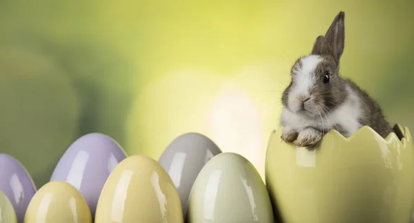 Konijn, konijn en Pasen eieren op groene achtergrond — Stockfoto
