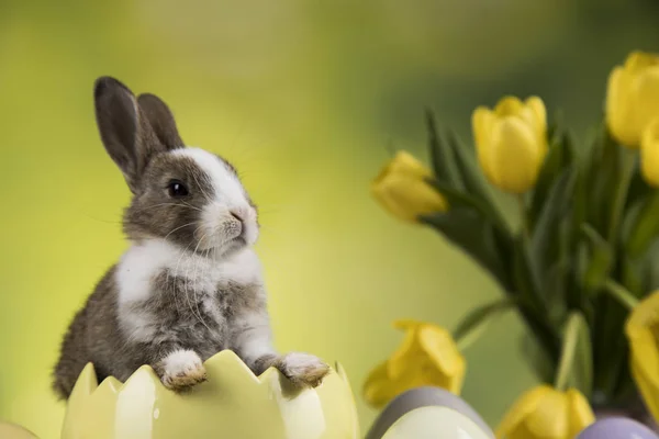 Decoración de Pascua, conejos, huevos y flores —  Fotos de Stock