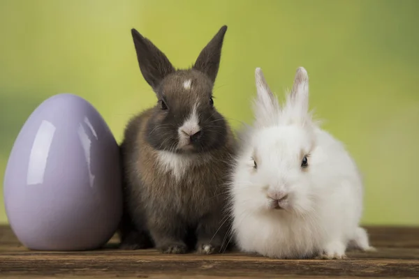 Conejo, conejo y huevos de Pascua sobre fondo verde —  Fotos de Stock