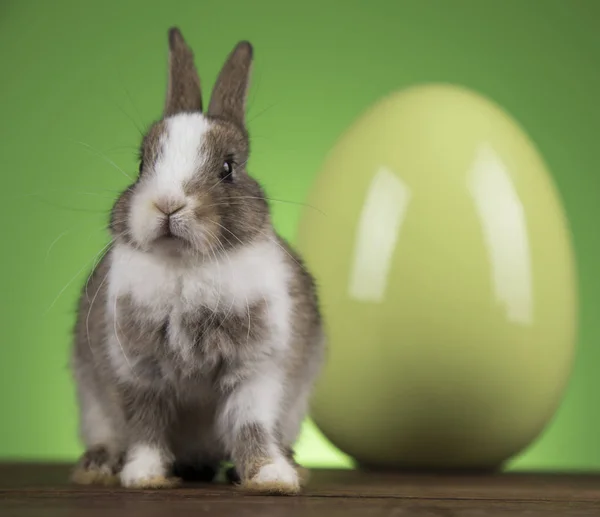 부활절과 토끼 계란 녹색 배경 — 스톡 사진