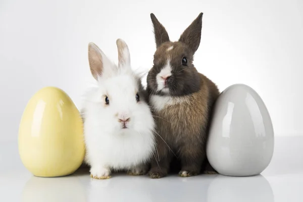 Fiesta de animales de Pascua, y huevos fondo blanco — Foto de Stock