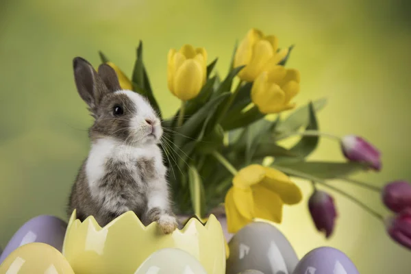 Lilla kanin med påskägg i blomma — Stockfoto