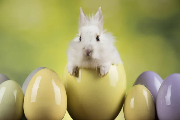 Conejo con huevos de Pascua sobre fondo verde —  Fotos de Stock