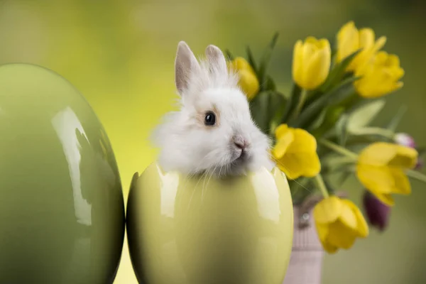 Påsk dekoration, kaniner, ägg och blommor — Stockfoto