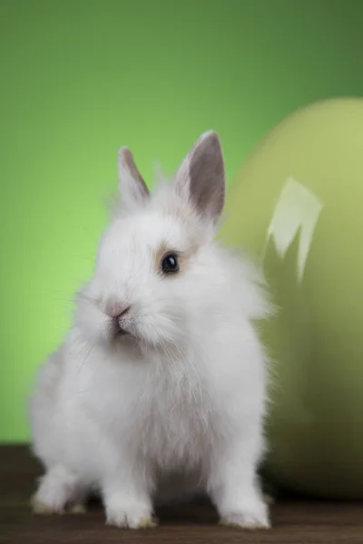 Bunny, králíků a velikonoční vajíčka na zeleném pozadí — Stock fotografie