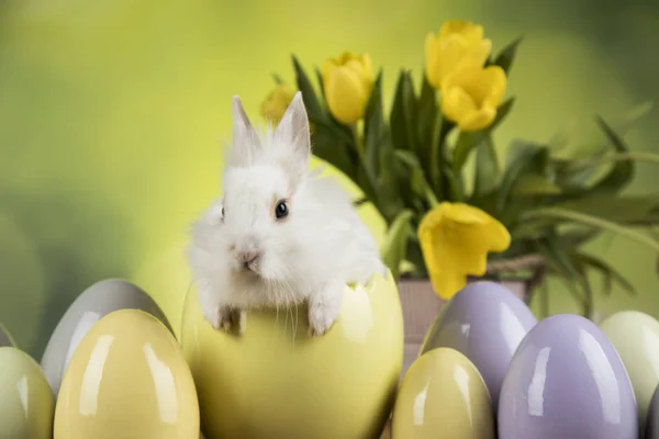 Зайчик и яйцо на фоне цветов тюльпана — стоковое фото
