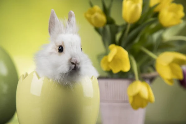 Pequeño conejito con huevos de Pascua en flor —  Fotos de Stock