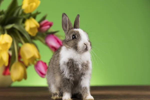 Kleine konijntje met paaseieren in bloem — Stockfoto