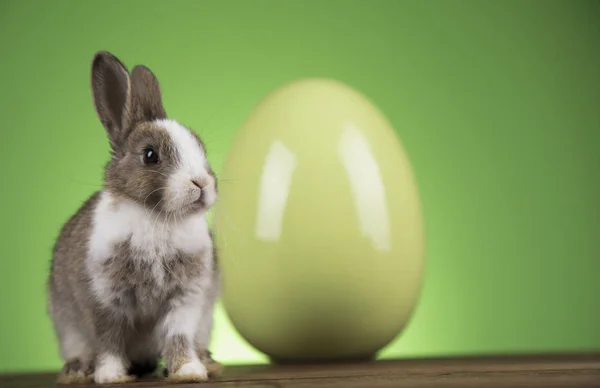 Conejo con huevos de Pascua sobre fondo verde —  Fotos de Stock