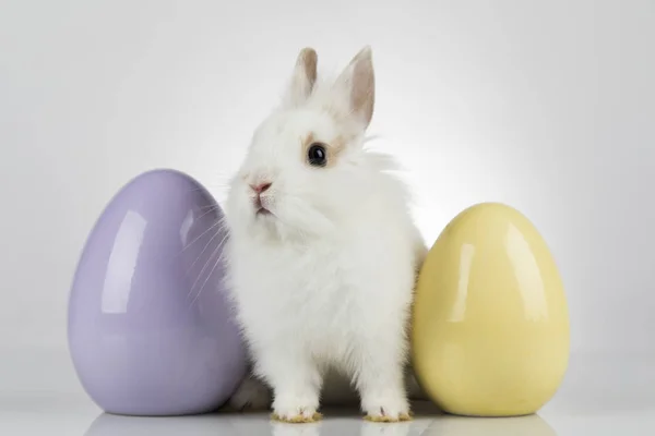 Petit bébé lapin mignon et oeufs de Pâques, fond blanc — Photo