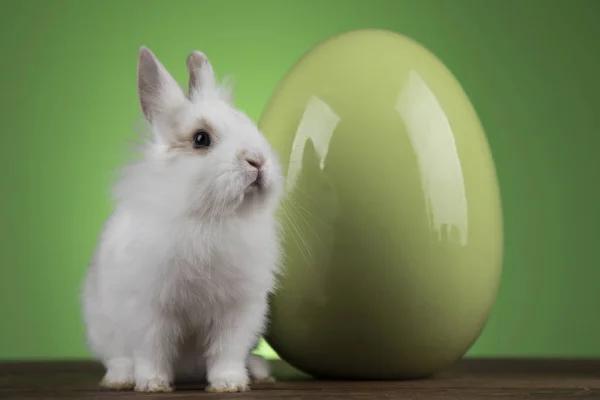 Coniglietto con uova di Pasqua su sfondo verde — Foto Stock