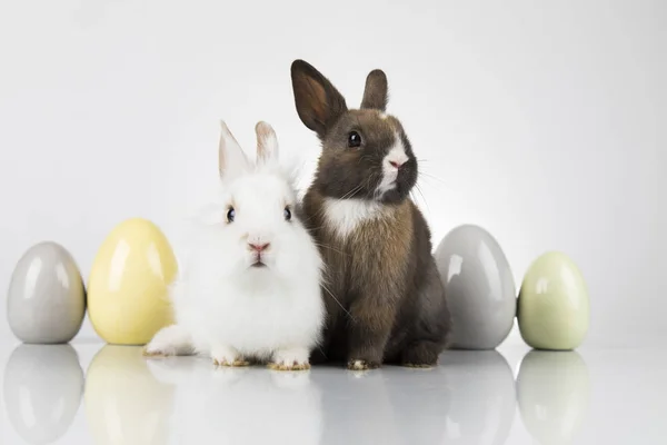 Πάσχα διακοπές των ζώων, και τα αυγά λευκό φόντο — Φωτογραφία Αρχείου
