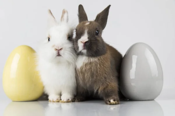 Fiesta de animales de Pascua, y huevos fondo blanco — Foto de Stock