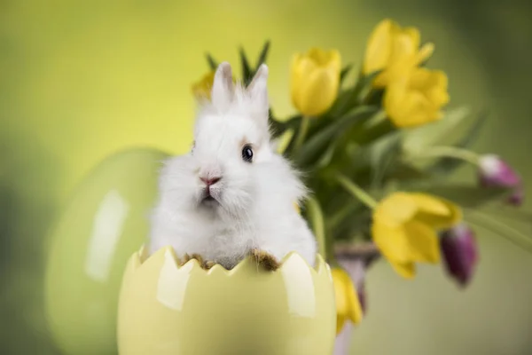 Mignon petit lapin aux tulipes — Photo