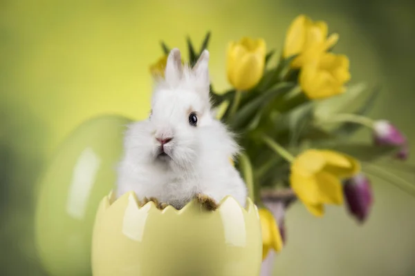 チューリップとかわいいウサギ — ストック写真