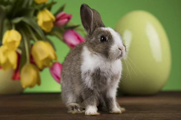 Dekoracje wielkanocne, królików, jaja i kwiaty — Zdjęcie stockowe