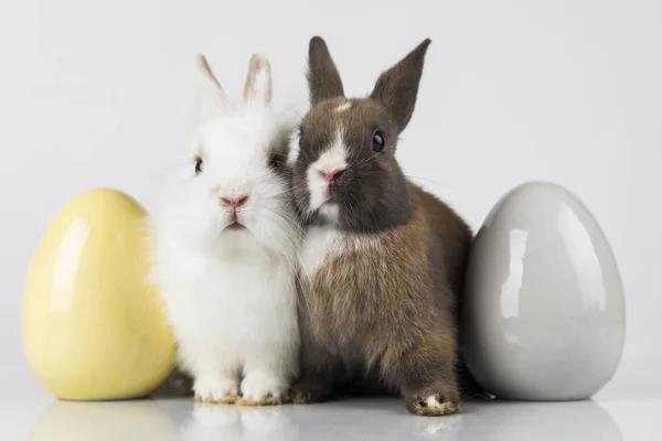 Lapin, Lapin et Pâques Oeuf et fond blanc — Photo