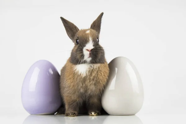 Pasqua vacanza animale, e le uova sfondo bianco — Foto Stock