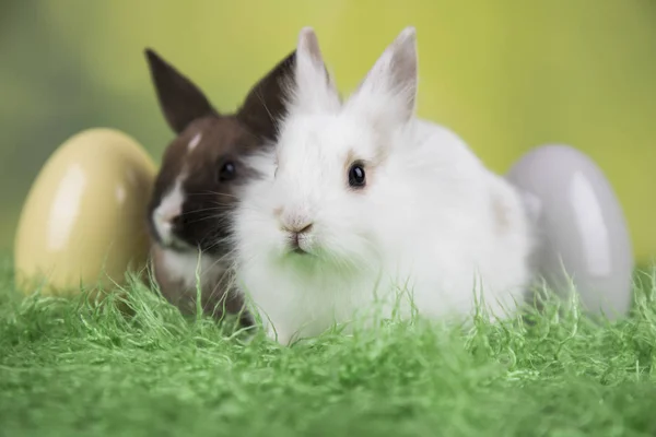 Ovos de coelho, coelho e páscoa sobre fundo verde — Fotografia de Stock