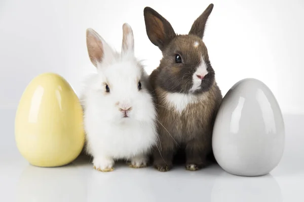 Kis baby nyúl és a húsvéti tojás, fehér háttér — Stock Fotó