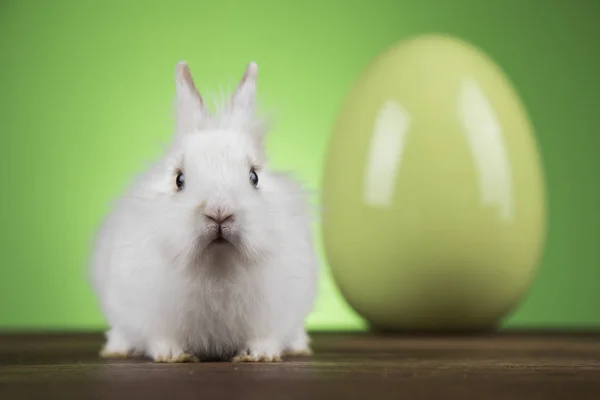 Bunny, rabbit and easter eggs on green background — Stock Photo, Image