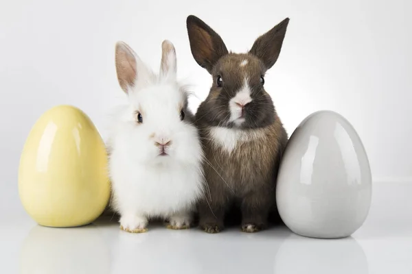 Fiesta de animales de Pascua, y huevos fondo blanco —  Fotos de Stock