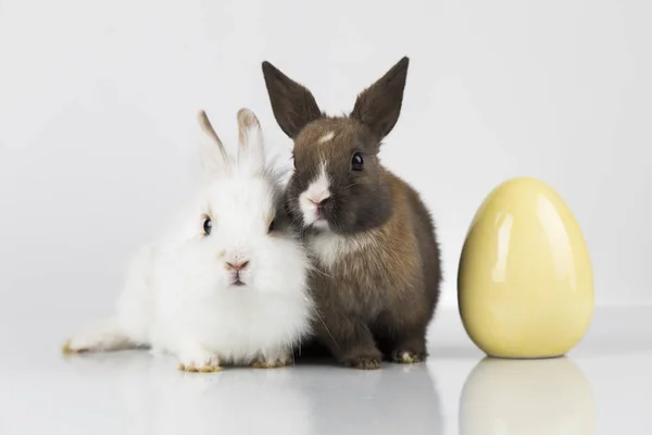 Malé roztomilé dítě králíků a velikonoční vajíčka, bílé pozadí — Stock fotografie