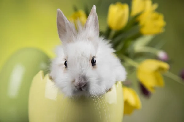 Маленький кролик с пасхальными яйцами в цвету — стоковое фото