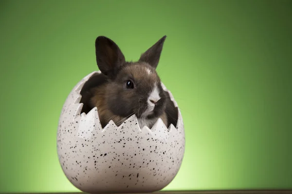 Ovos de coelho, coelho e páscoa sobre fundo verde — Fotografia de Stock