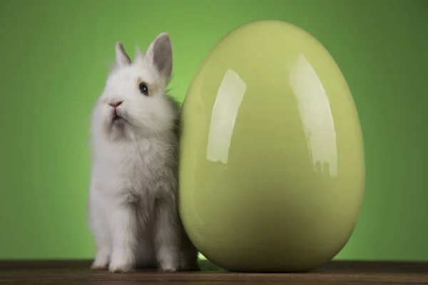 Piccolo coniglio bambino carino e uova di Pasqua — Foto Stock