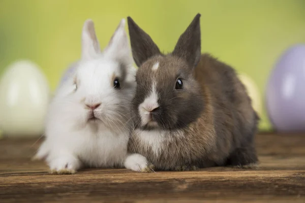 Coniglietto con uova di Pasqua su sfondo verde — Foto Stock