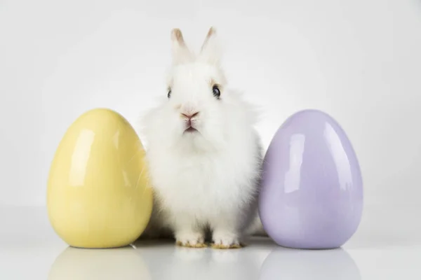 Pequeño conejo bebé lindo y huevos de Pascua, fondo blanco —  Fotos de Stock