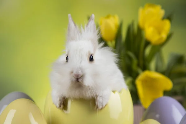 Niedliches Kaninchen mit Tulpen — Stockfoto