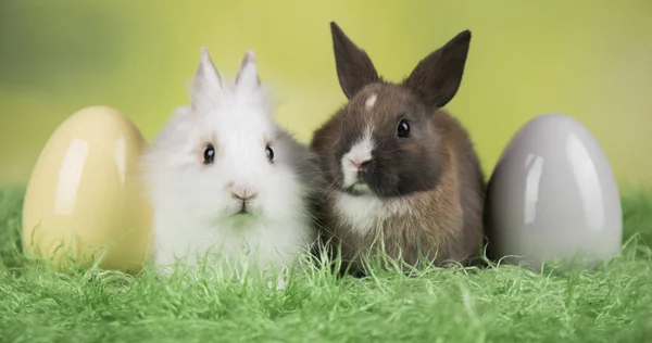 Piccolo coniglio bambino carino e uova di Pasqua — Foto Stock