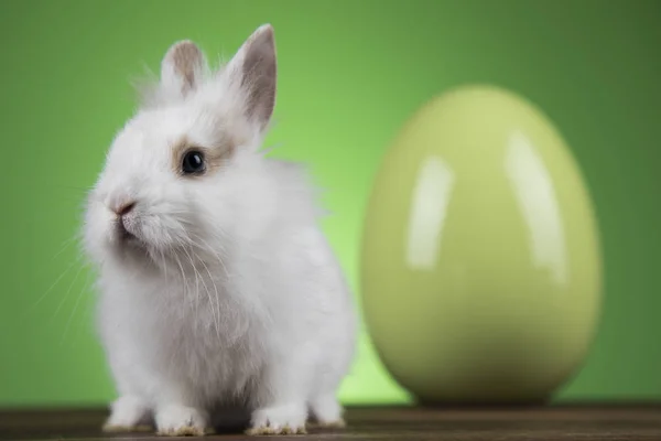 Conejo con huevos de Pascua sobre fondo verde —  Fotos de Stock