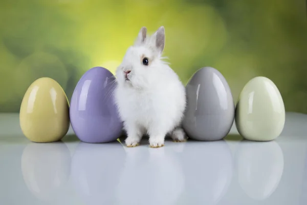 녹색 배경에 토끼, 토끼 및 부활절 달걀 — 스톡 사진