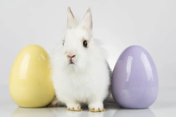 작은 귀여운 아기 토끼와 부활절 달걀, 흰색 배경 — 스톡 사진