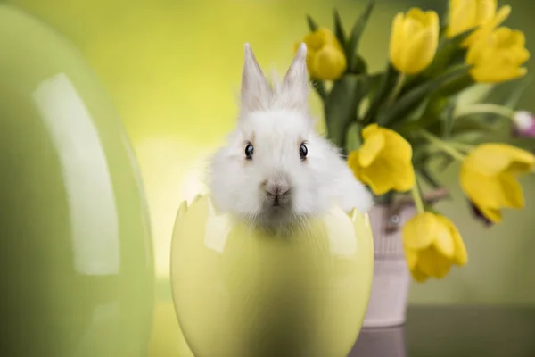 Baby konijntje en ei op tulp bloemen achtergrond — Stockfoto