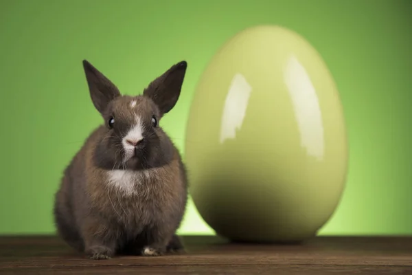 Bunny med påsk ägg på grön bakgrund — Stockfoto