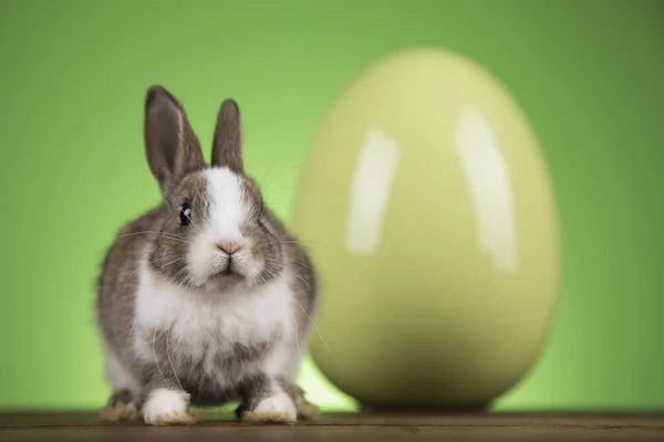 緑の背景のウサギ、ウサギ、イースターの卵 — ストック写真
